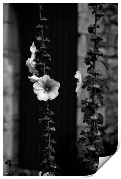 Closeup of a Hollyhock in black & white Print by youri Mahieu