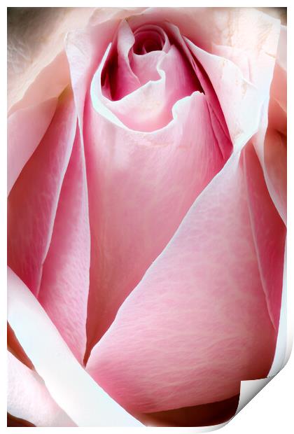 Closeup of a rose Print by youri Mahieu