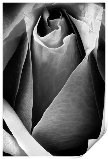 Closeup of a rose in black and white Print by youri Mahieu