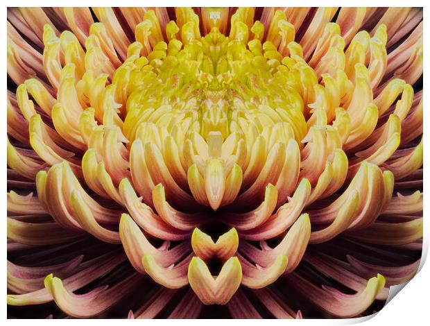 closeup mandala of chrysanthemum morifolium Print by youri Mahieu