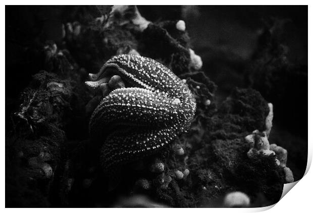 starfish eating a mussel in black and white Print by youri Mahieu