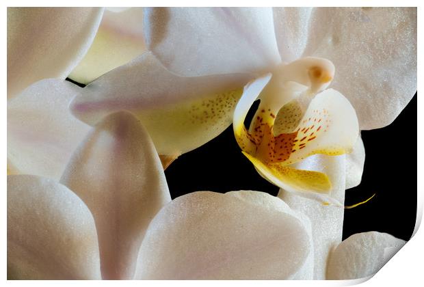 inside an orchid Print by youri Mahieu