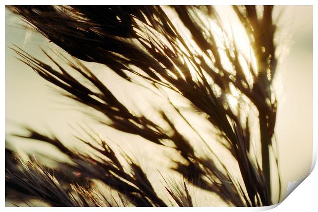 Reed in warm sunlight Print by youri Mahieu