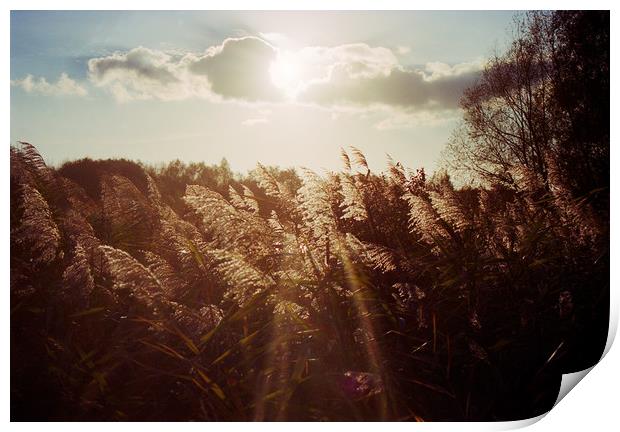 Reed in warm sunlight Print by youri Mahieu