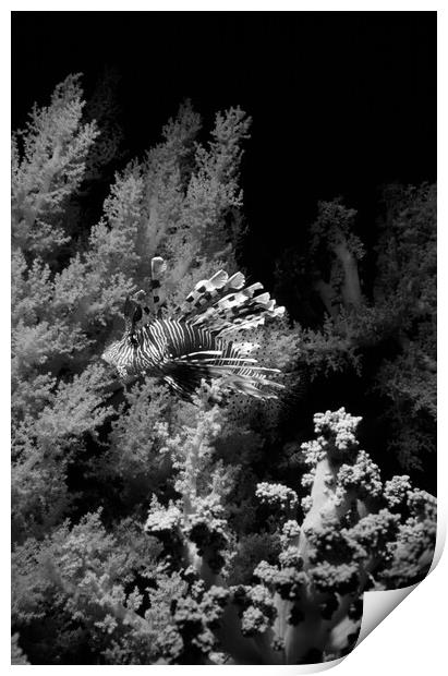 lionfish with soft coral Print by youri Mahieu