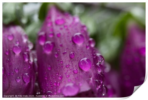 Rain on foxgloves Print by Mike Dale