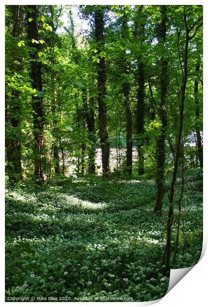 Wild garlic in the woods Print by Mike Dale
