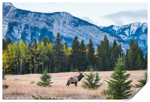 Elk in the Rocky Mountains, Alberta, Canada Print by JIA HE