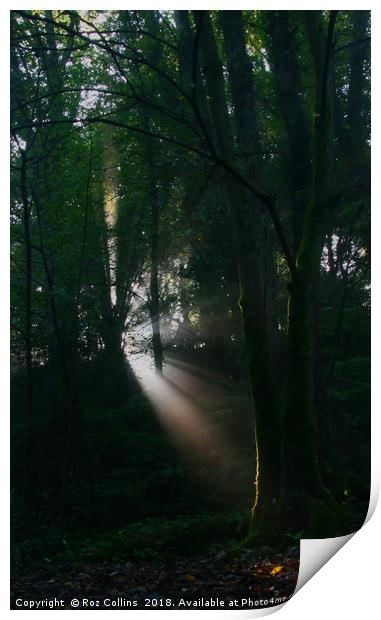 Early Morning Sunbeam, Kennall Vale Print by Roz Collins