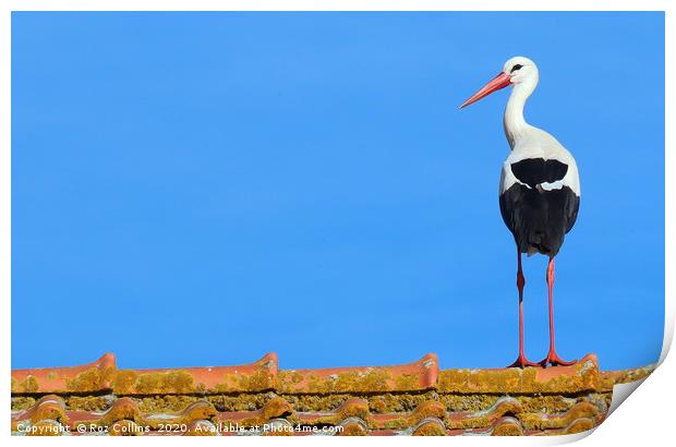 Stork on a Barn Roof Print by Roz Collins