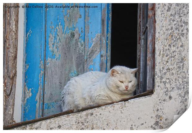 A White Cat in Marvao, Portugal Print by Roz Collins