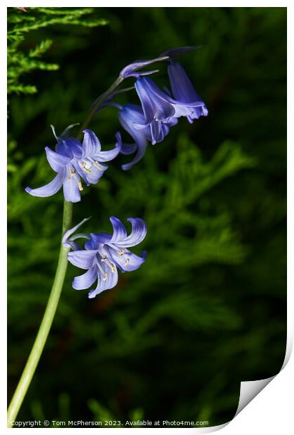 Tranquil Bluebell Woodland Print by Tom McPherson