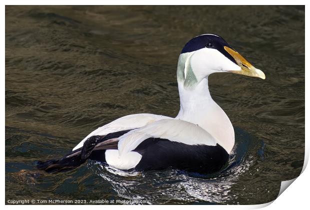  Common Eider Duck, Burghead Harbour Print by Tom McPherson