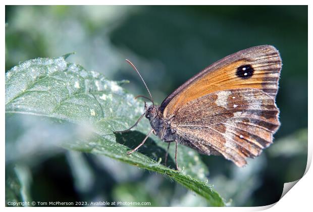 Serene Beauty: A Butterfly's Tranquil Moment Print by Tom McPherson
