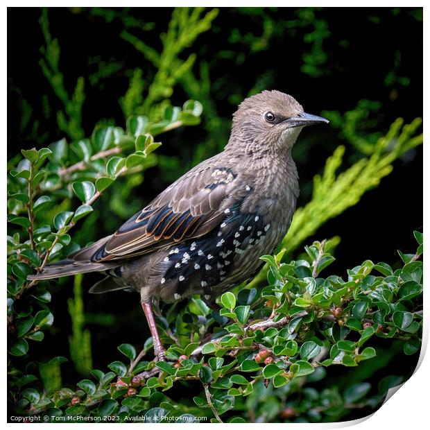 Delicate Young Starling Print by Tom McPherson