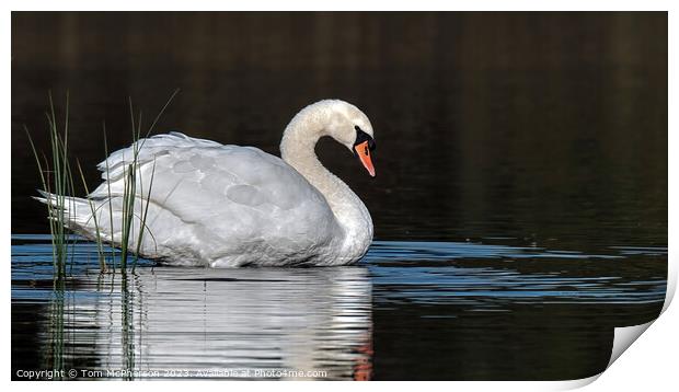 Sunrise portrait of a Mute Swan at Loch Blairs Print by Tom McPherson