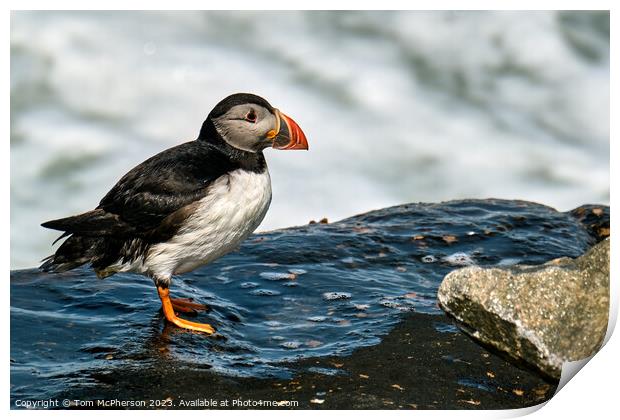 The Comical Atlantic Puffin Print by Tom McPherson