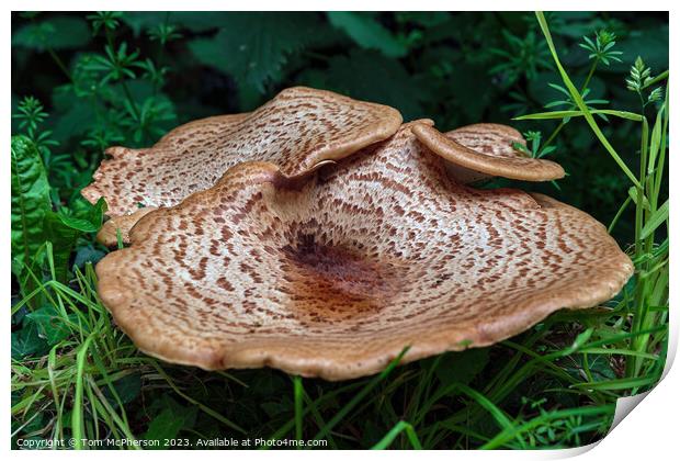 Enchanting Dryads Saddle Mushroom Print by Tom McPherson