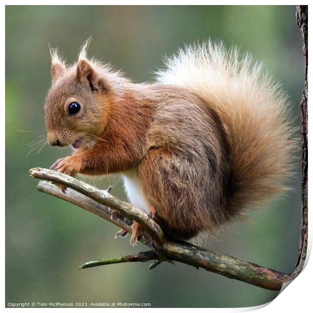 "Graceful Red Squirrel: A Misty Encounter" Print by Tom McPherson