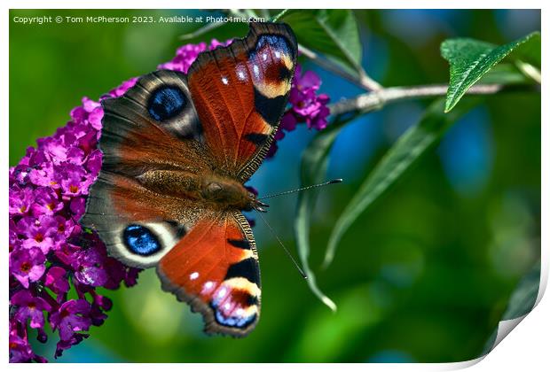Mesmerizing Peacock Butterfly Dance Print by Tom McPherson