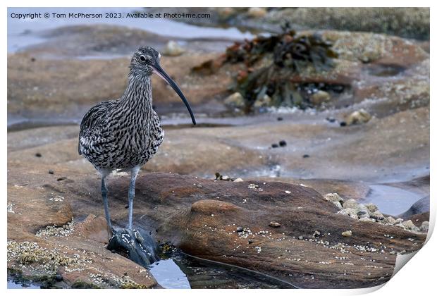 Graceful Curlew in Tranquil Rock Pool Print by Tom McPherson
