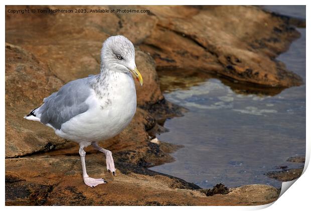 "Graceful Herring Gull Perched on Rocky Shore" Print by Tom McPherson