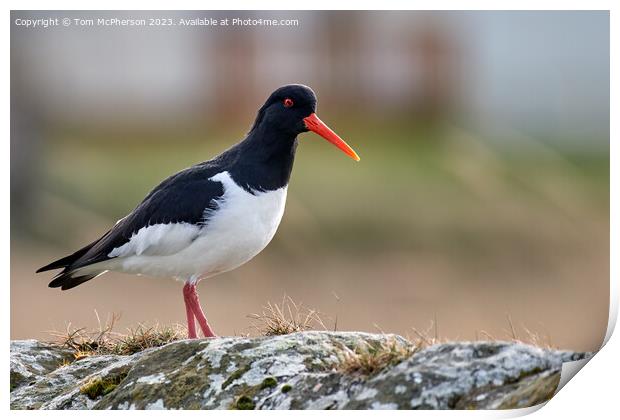 A Captivating Oystercatcher Print by Tom McPherson
