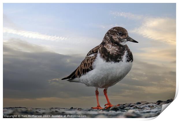 Turnstone's Dance on the Rocky Shore Print by Tom McPherson