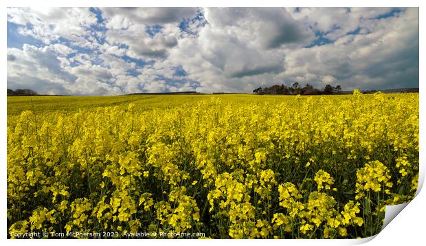 Vibrant Yellow Rapeseed Field Print by Tom McPherson