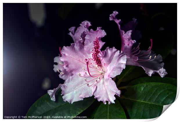"Vibrant Rhododendron: A Floral Symphony" Print by Tom McPherson