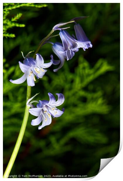 Enthralling Springtime Bluebell Spectacle Print by Tom McPherson