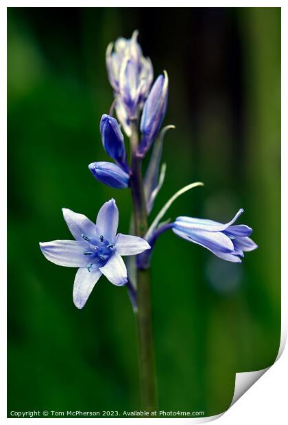 Enigmatic Bluebell in Spring Print by Tom McPherson