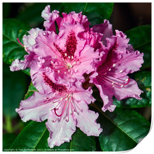 Rhododendron Brilliance: A Botanical Wonder Print by Tom McPherson