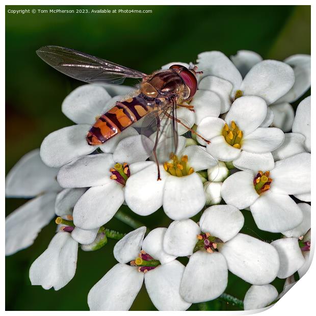 Vibrant Hoverfly: Nature's Unsung Garden Hero Print by Tom McPherson