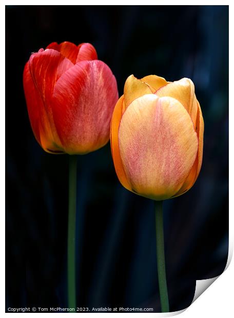 Eternal Spring's Vibrant Tulips Print by Tom McPherson