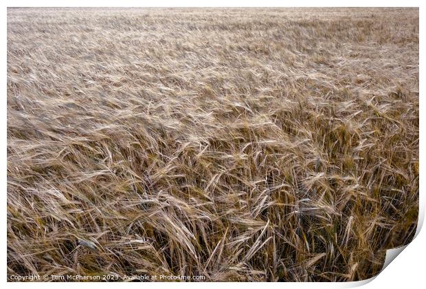 Golden Harvest: Scottish Wheat Field Print by Tom McPherson
