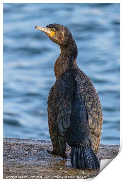 Young Cormorant's Solitude at Burghead Print by Tom McPherson