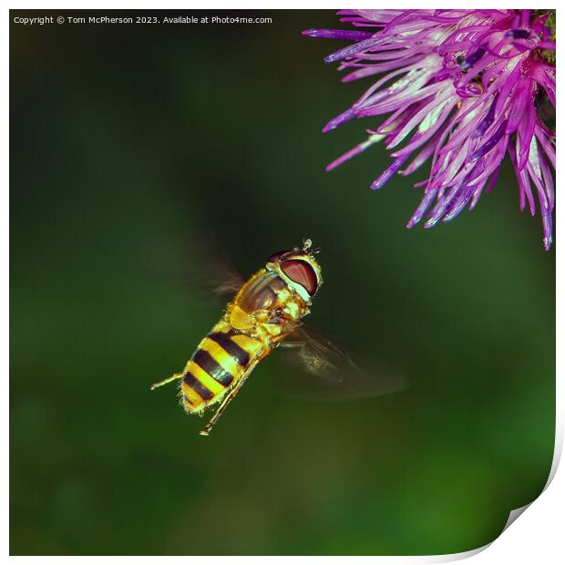 Buzzing Beauty in Motion Print by Tom McPherson