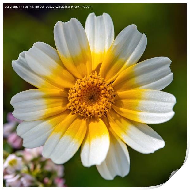 Blooming Crown Daisy: A Gourmet Delight Print by Tom McPherson