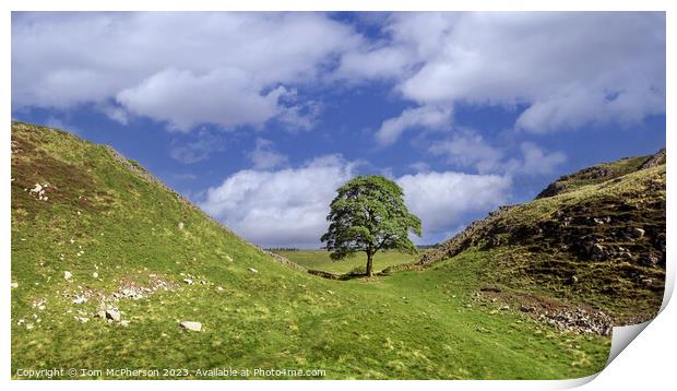 The Iconic Sycamore Gap Tree Print by Tom McPherson