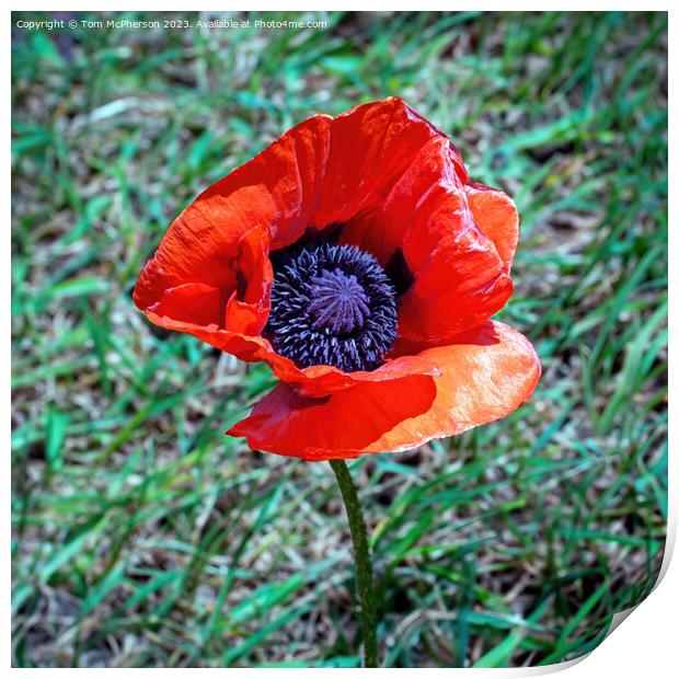 Lone Red Poppy Print by Tom McPherson