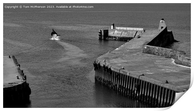 Dolphin at Burghead Harbour Print by Tom McPherson