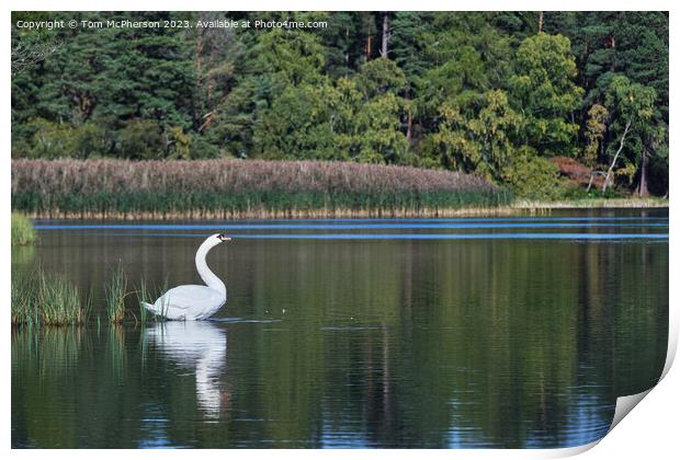 Mute swan on Loch of Blairs Print by Tom McPherson