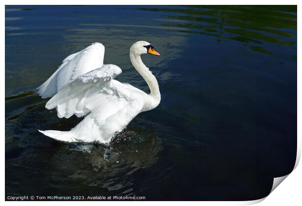 Ride a White Swan Print by Tom McPherson