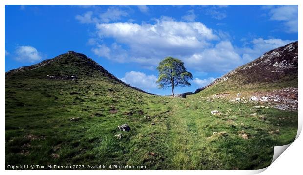 The Sycamore Gap Tree Print by Tom McPherson