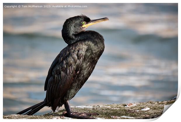 Cormorant on a wall Print by Tom McPherson