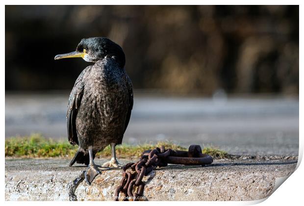 Cormorant at Burghead Harbour Print by Tom McPherson