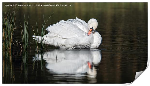 Beautiful swan on Loch of Blairs, Altyre Estate, Moray Print by Tom McPherson