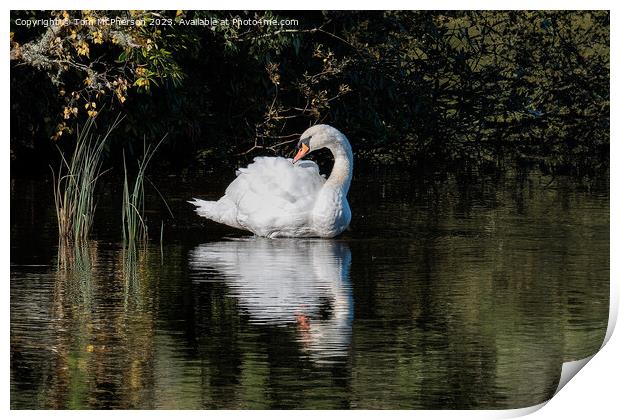 Beautiful swan on Loch  Print by Tom McPherson