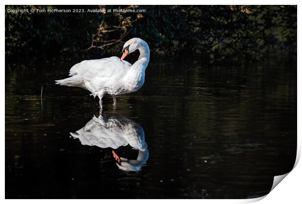 mute swan on Loch of Blairs Print by Tom McPherson
